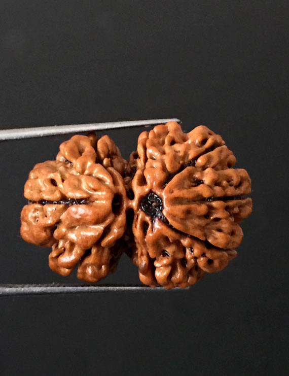 GauriShankar Rudraksha Certified (Nepal Origin)